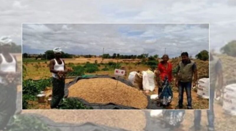 Harvesting and Post-Harvest Management of Groundnut: How to Maintain Crop Quality? 