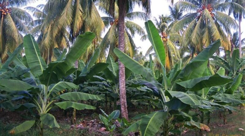 Coconut cultivation means yield for 80 years. Know the varieties and management method