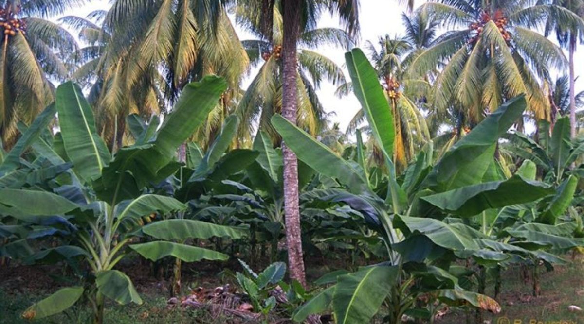 Integrated Farming