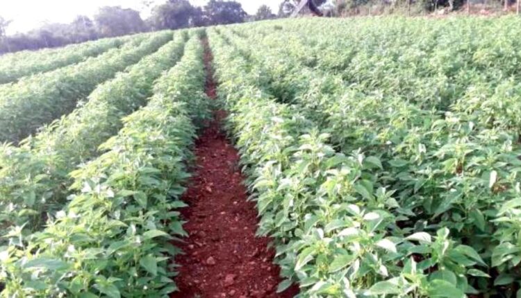 Chia Farming