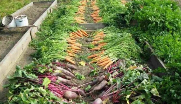 Vegetable Production: Dilip Kumar Singh became a successful entrepreneur in vegetable farming, got honours and awards