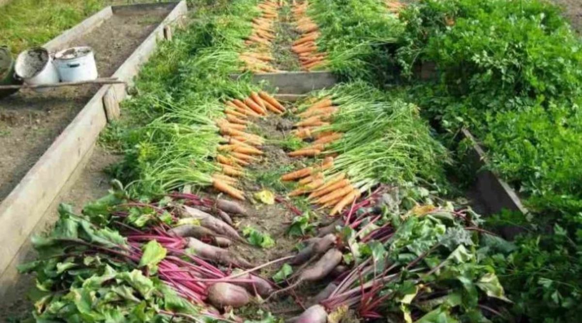 vegetable cultivation