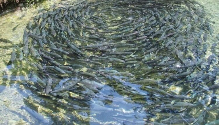 Fish Farming In Monsoon: How to do fish farming in monsoon? Know the right care and preparation of the pond