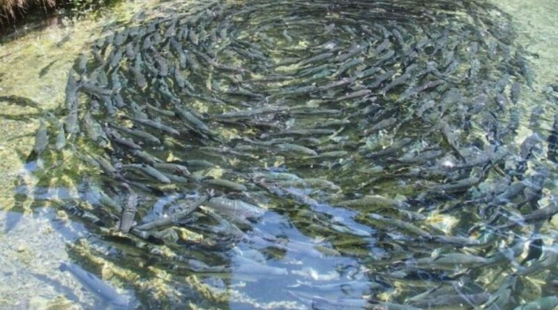 Fish Farming In Monsoon: How to do fish farming in monsoon? Know the right care and preparation of the pond