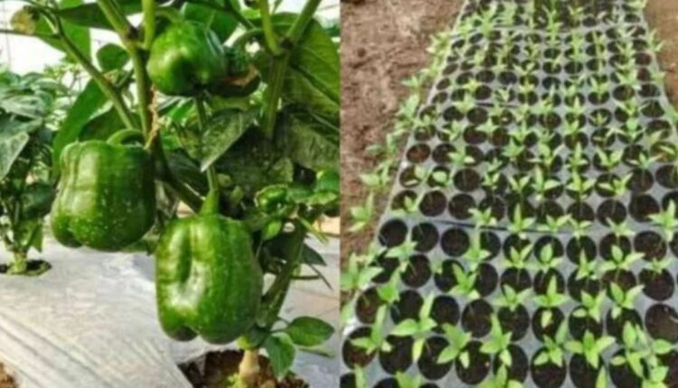 Capsicum Cultivation