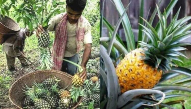 pineapple farming