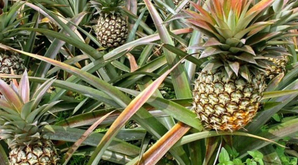 What to keep in mind in pineapple farming to avoid crop loss?