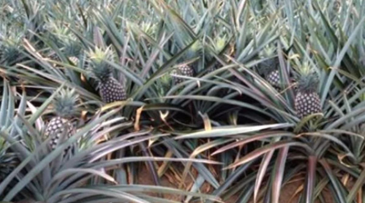 pineapple farming