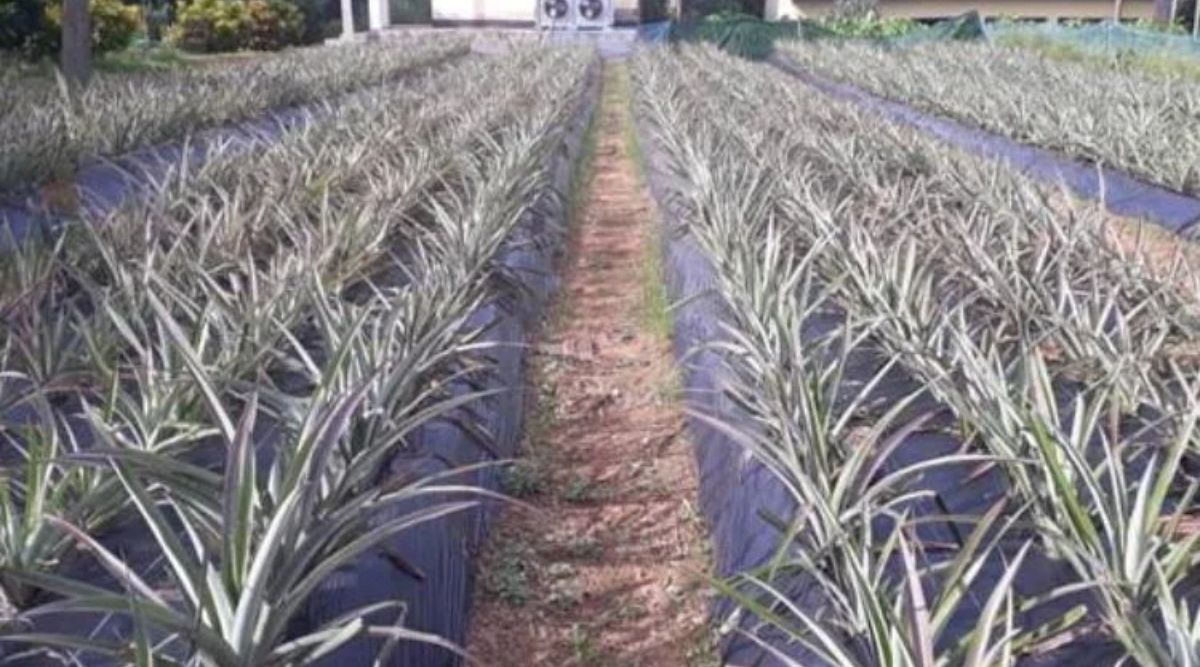 pineapple farming