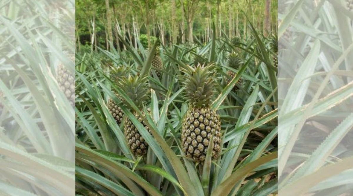 pineapple farming