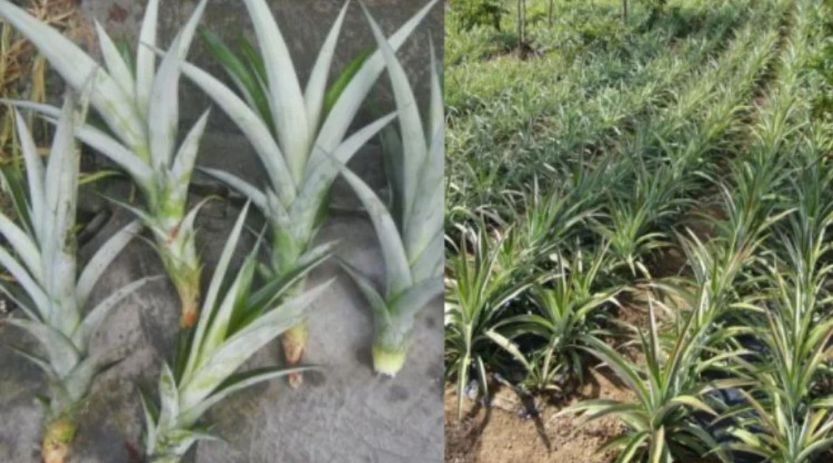 pineapple farming