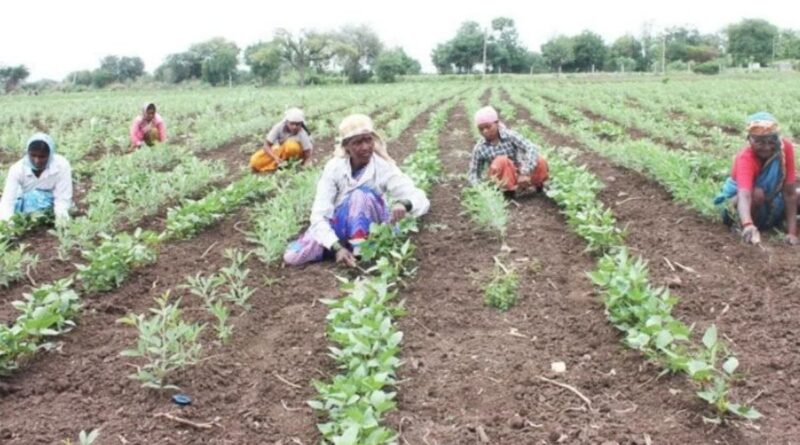 Rural Workforce: From PM-KISAN to Agriculture Infrastructure Fund: Big benefits for farmers