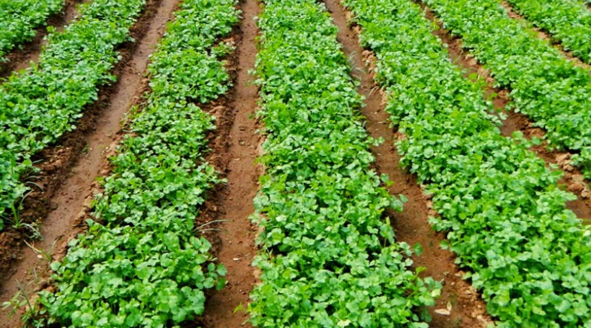 How to earn profit from low cost cash crop of Coriander Farming?