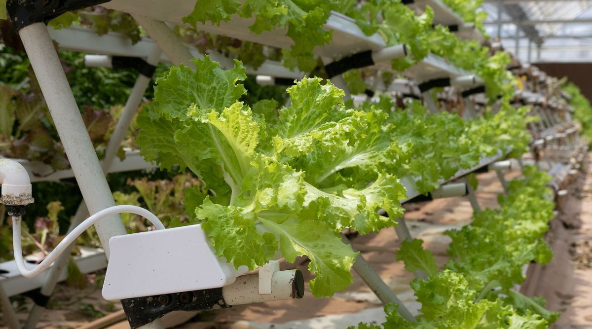 Hydroponic farming