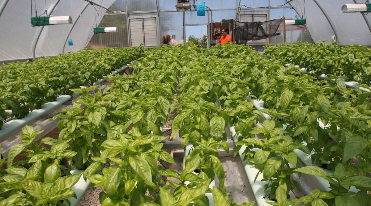 Hydroponic Farming