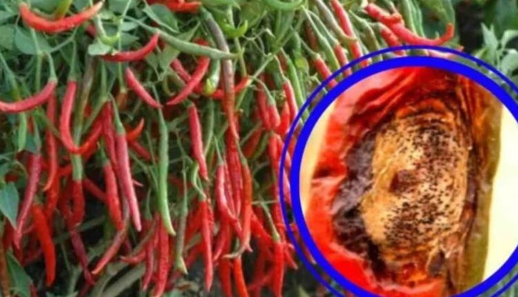 Organic chilli farming: Sikkim's Lepcha community writes success story with traditional farming