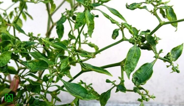 Chilli Cultivation