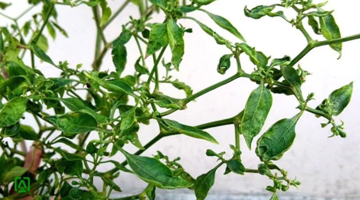 Chilli Cultivation