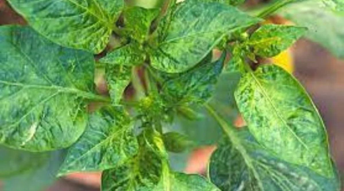 Chilli Cultivation