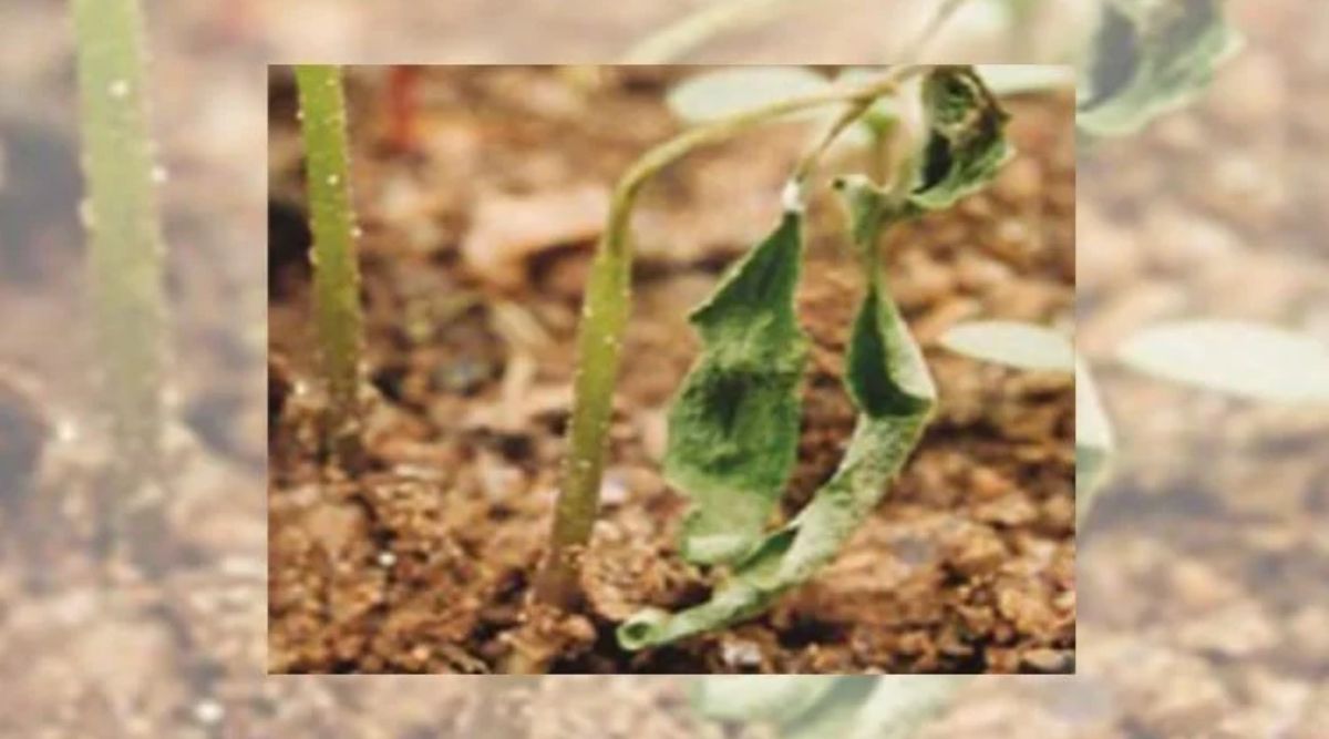 Chilli Cultivation