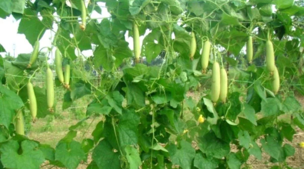 ridge gourd
