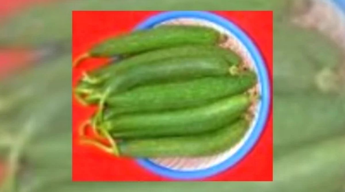 ridge gourd