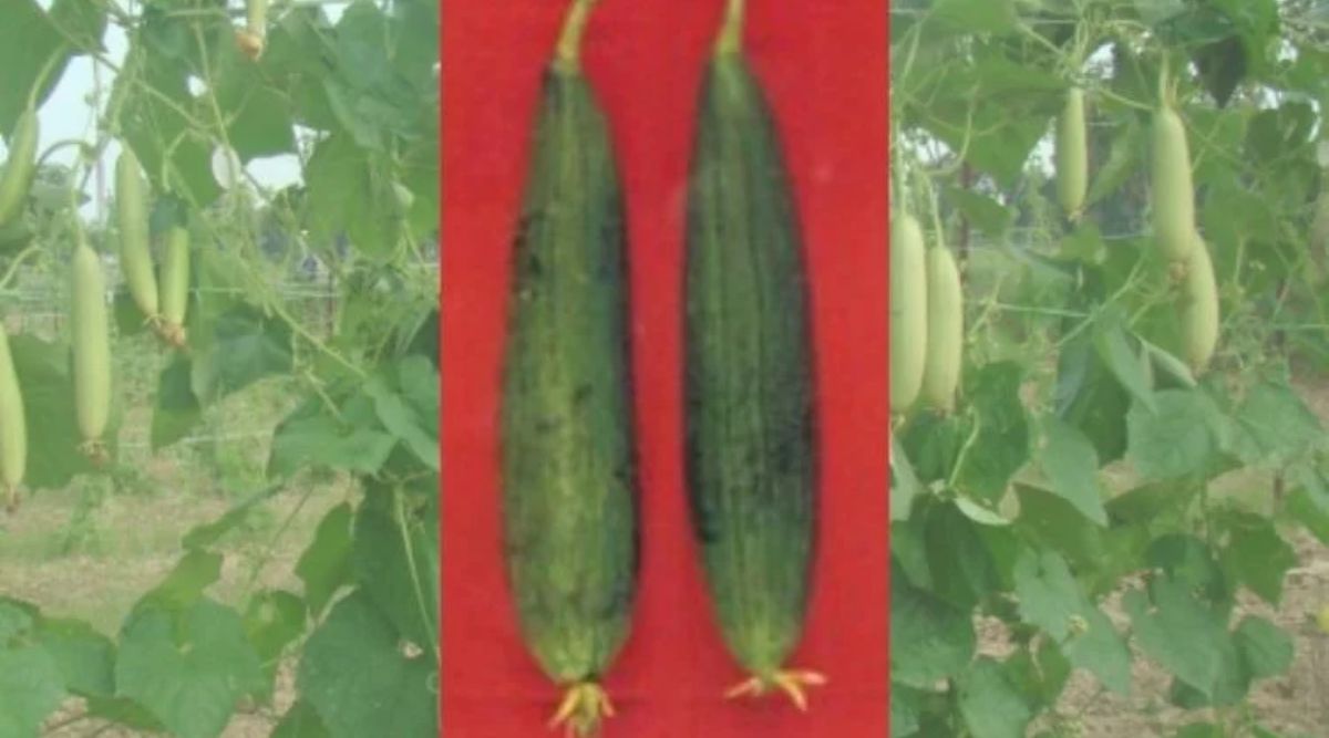 ridge gourd