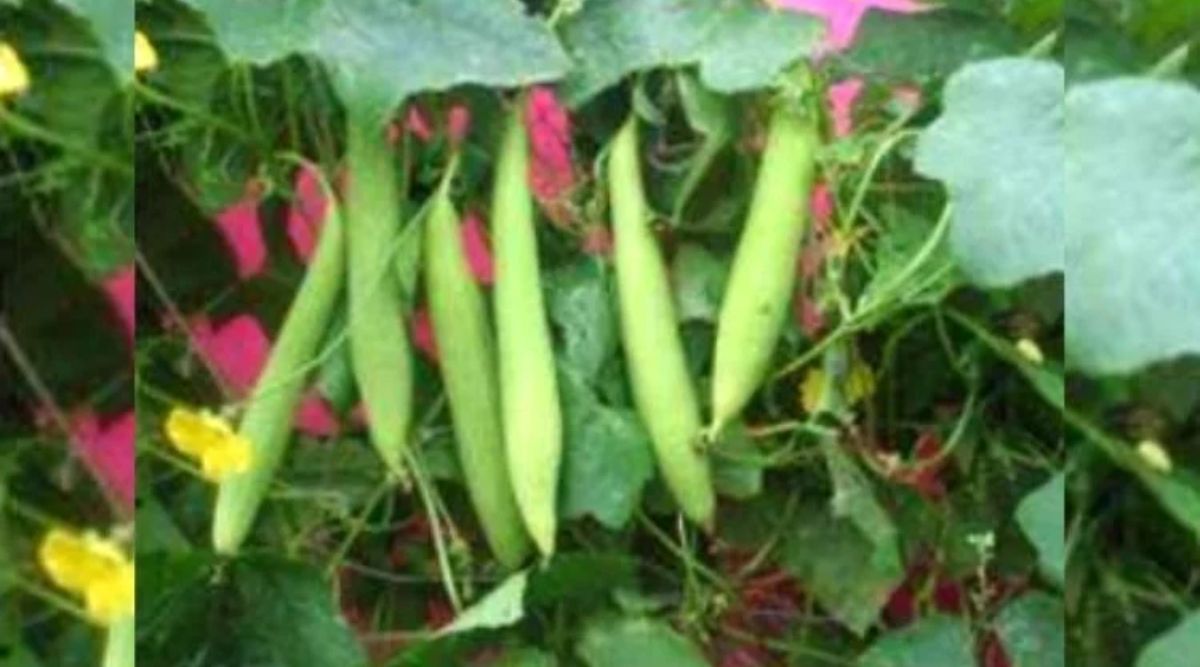 ridge gourd