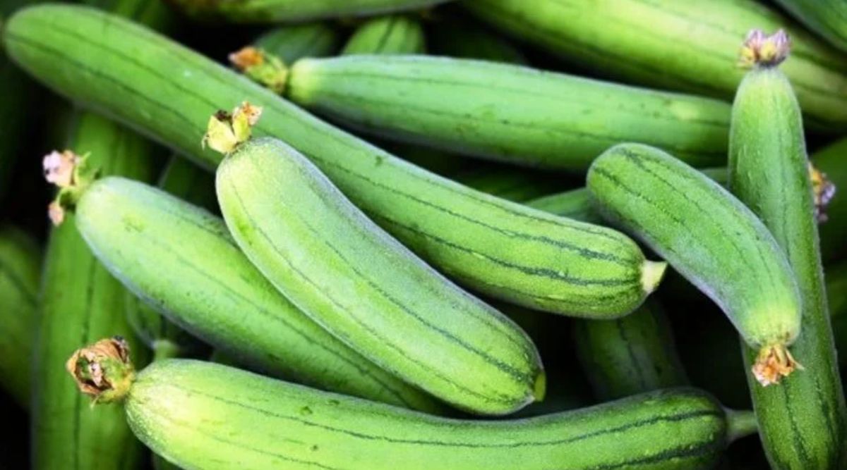 ridge gourd