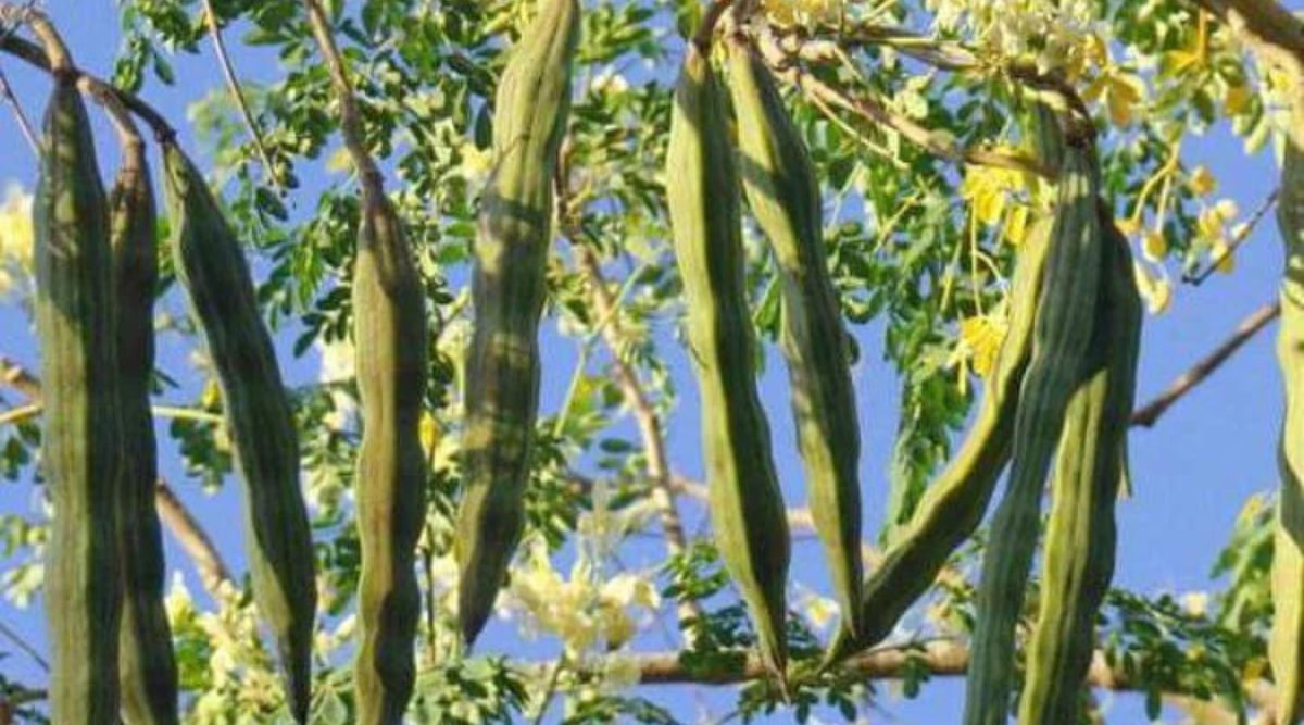 Drumstick Cultivation