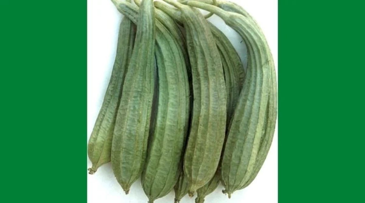 ridge gourd
