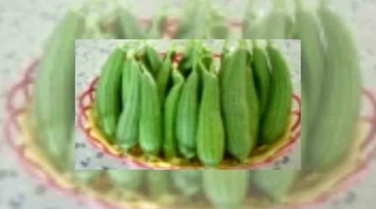 ridge gourd