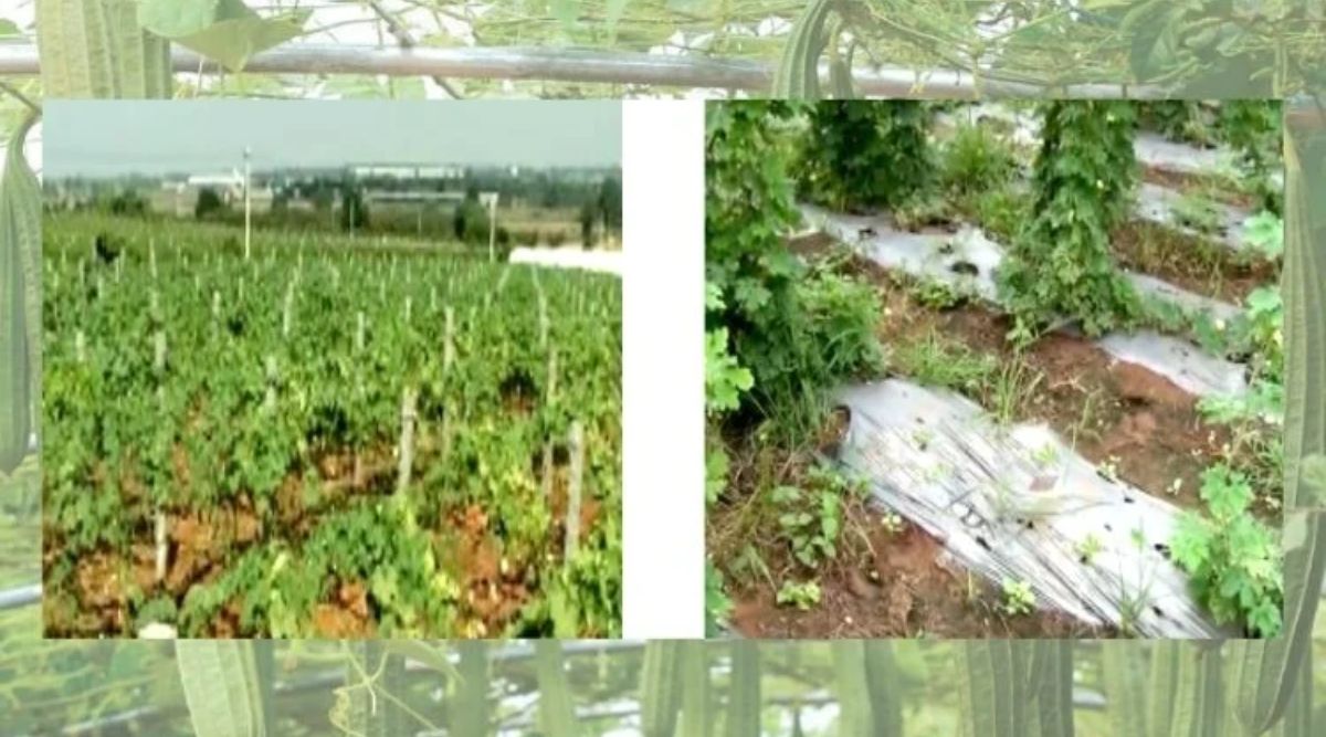 ridge gourd