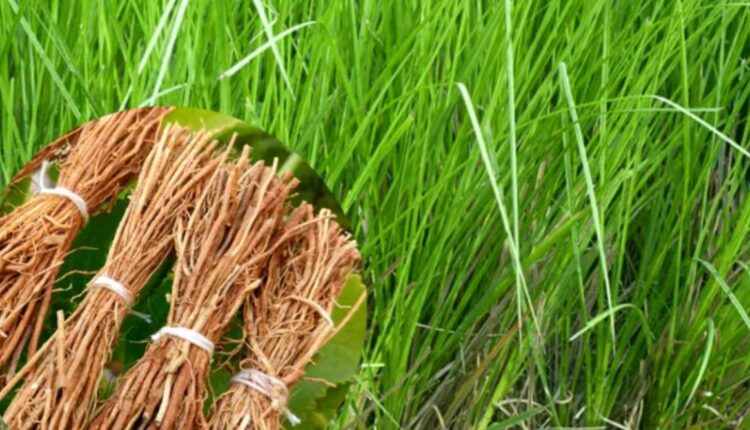Vetiver Farming