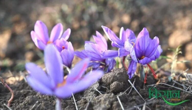 Saffron Cultivation