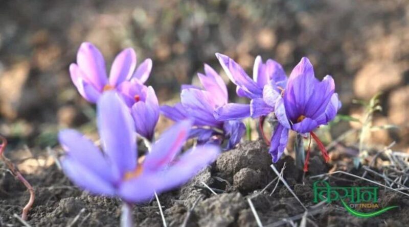Saffron Cultivation