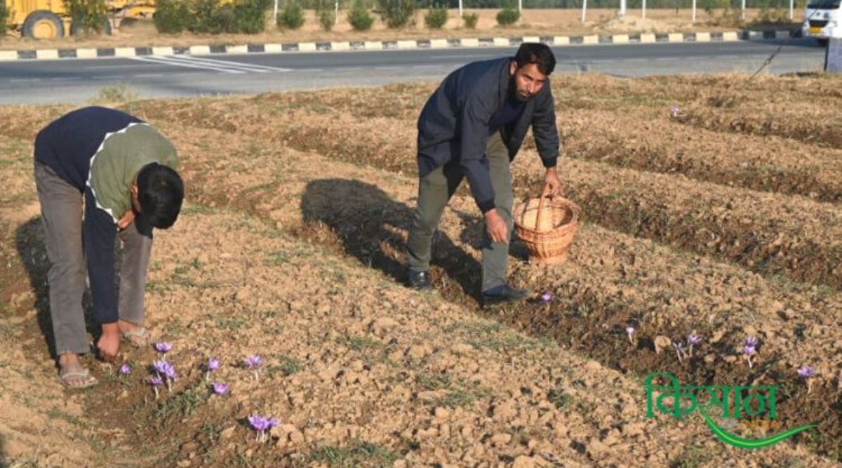 Saffron Cultivation