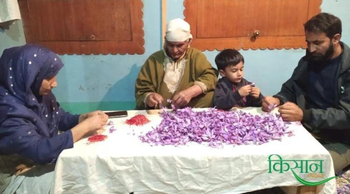 Saffron Cultivation