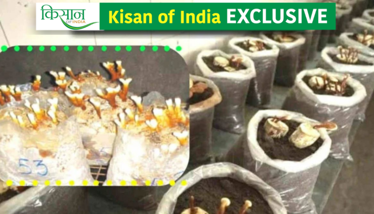 Ganoderma Cultivation