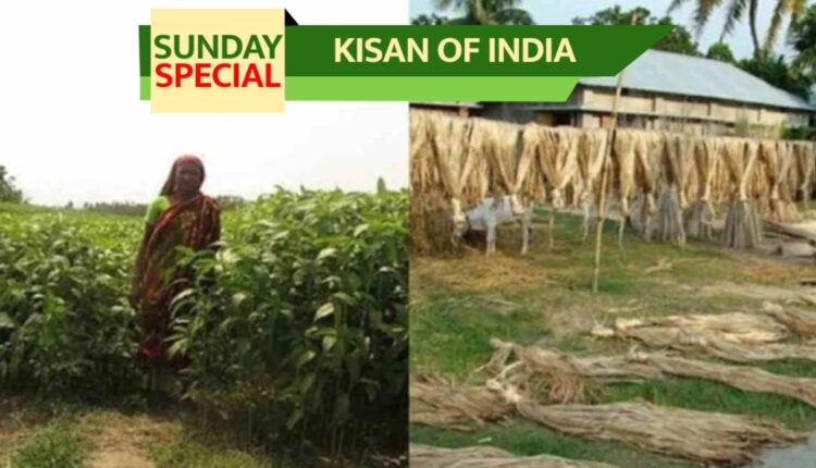 Jute Farming