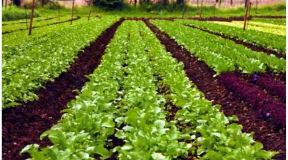 Modern Farming