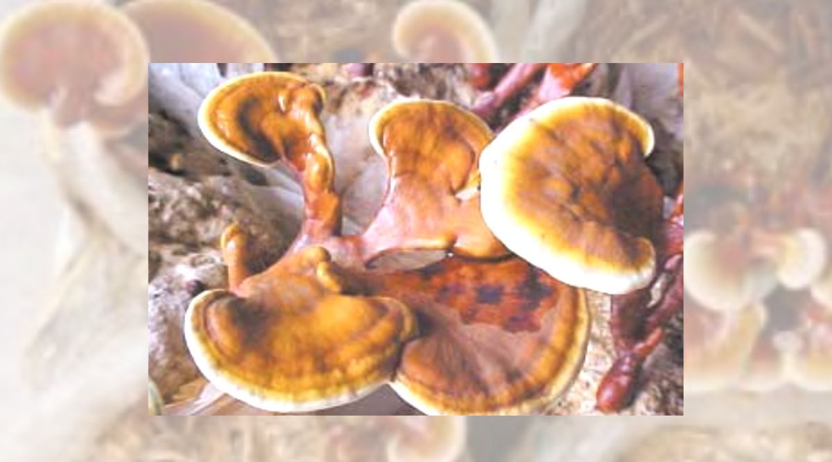 Ganoderma Cultivation