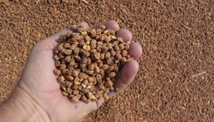 Chickpea Farming