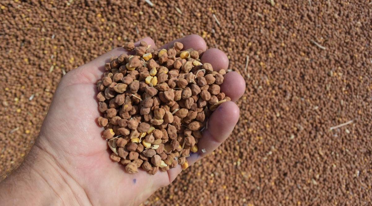 Chickpea Farming