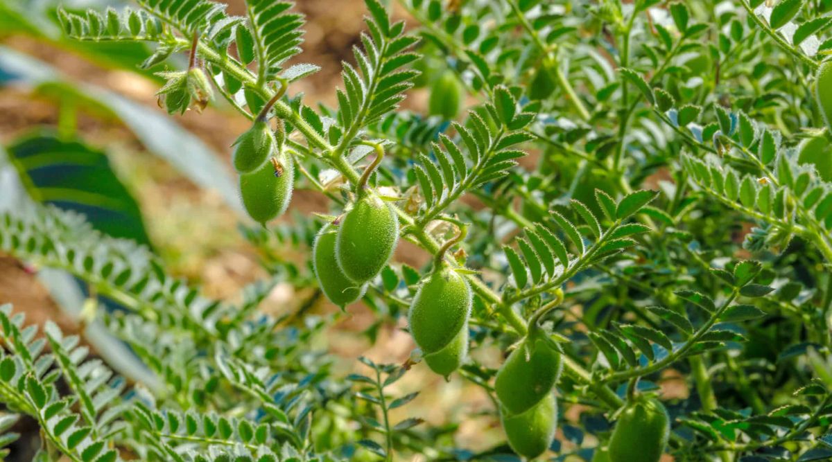 Chickpea Farming