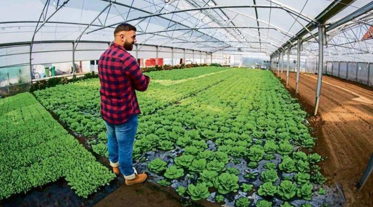 Hydroponic Farming