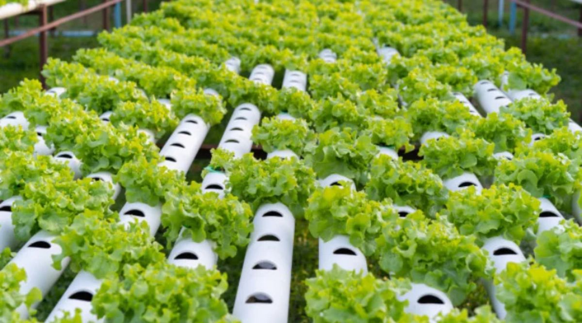 Hydroponic Farming