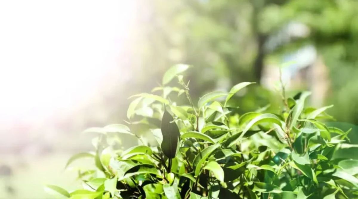 Soil Nutrients