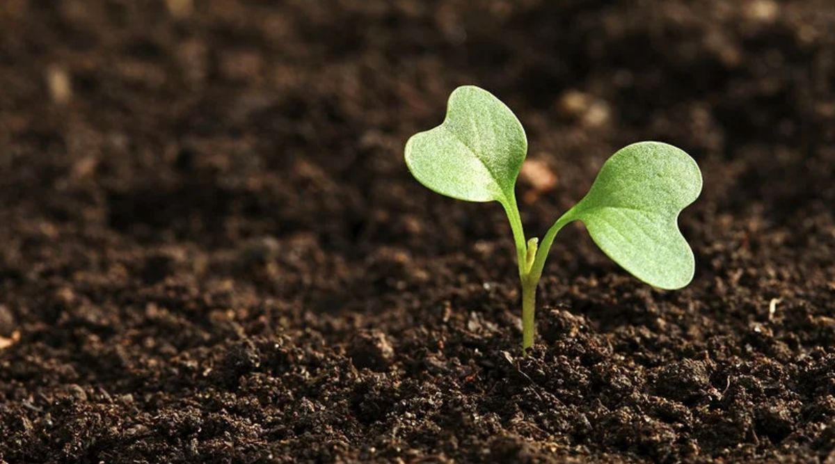Soil Nutrients