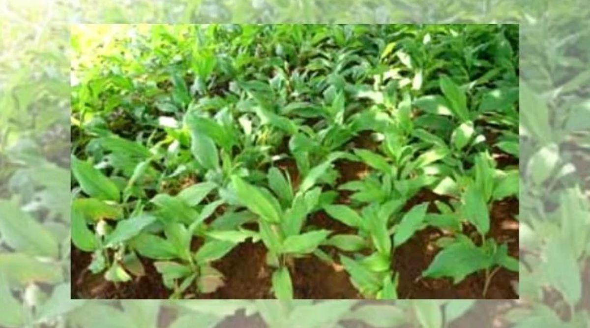 Turmeric Cultivation